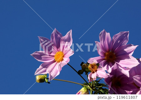 皇帝ダリア 皇帝ダリア 119611807