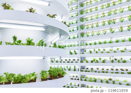 Indoor vertical farm with multiple layers of hydroponic plants under LED lights. Modern agricultural technology for urban farming and sustainable food production. Indoor vertical farm with multiple layers of hydroponic plants under LED lights. Modern agricultural technology for urban farming and sustainable food production. 119611859