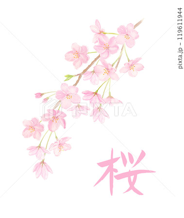 水彩で描いた桜と桜の筆文字 119611944