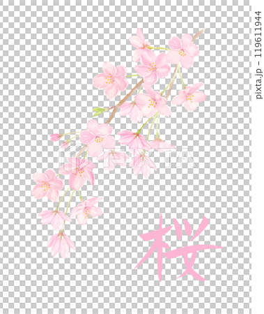 水彩で描いた桜と桜の筆文字 119611944