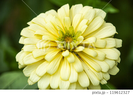 黄色いダリア 119612327
