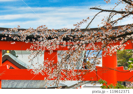 京都 伏見稲荷大社 赤い鳥居と桜(京都府京都市伏見区) 京都 伏見稲荷大社 赤い鳥居と桜(京都府京都市伏見区) 119612371