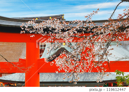 京都 伏見稲荷大社 赤い鳥居と桜(京都府京都市伏見区) 京都 伏見稲荷大社 赤い鳥居と桜(京都府京都市伏見区) 119612447