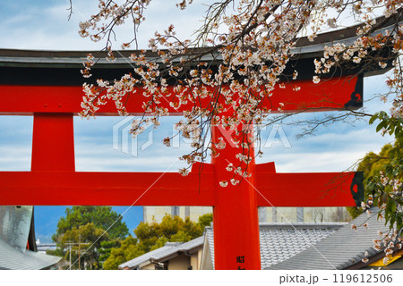京都 伏見稲荷大社 赤い鳥居と桜(京都府京都市伏見区) 京都 伏見稲荷大社 赤い鳥居と桜(京都府京都市伏見区) 119612506