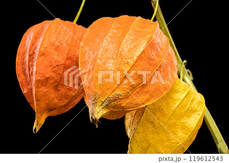 Physalis on a black background 119612543