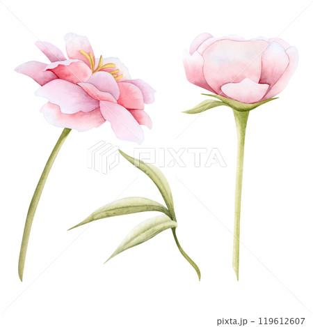 Pink garden flowers with leaves watercolor illustration set isolated. Delicate peonies or roses for spring wedding 119612607