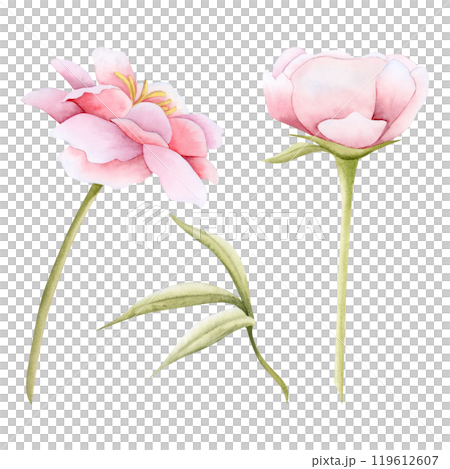 Pink garden flowers with leaves watercolor illustration set isolated. Delicate peonies or roses for spring wedding 119612607