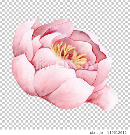 Pastel pink peony watercolor illustration isolated on white background. Botanical rose or buttercup garden flower Pastel pink peony watercolor illustration isolated on white background. Botanical rose or buttercup garden flower 119612611