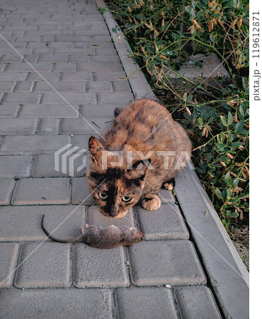 brown cat with a mouse as its food 119612871