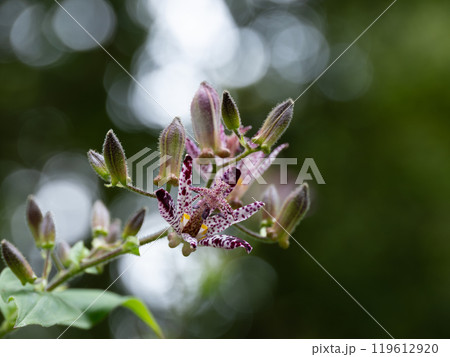 秋の日差しとタイワンホトトギス 秋の日差しとタイワンホトトギス 119612920