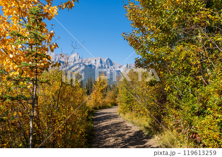 A trail through a forest with a mountain in background in autumn sunny day. Spring Creek Boardwalk, Policeman Creek Trail. Canmore, Alberta, Canada. 119613259