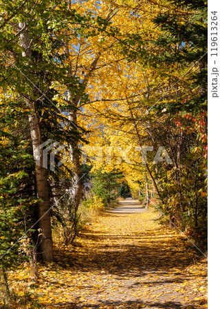 A tunnel of forest trees in autumn. Spur Line Trail, Canmore, Alberta, Canada. 119613264
