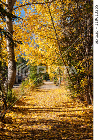 A tunnel of forest trees in autumn. Spur Line Trail, Canmore, Alberta, Canada. 119613265