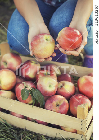Female hands with ripe apples against the background of a full box of fruits. 119613267