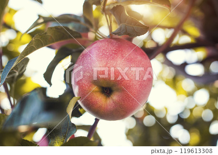 Many colorful ripe juicy apples on a branch in the garden ready for harvest in autumn. Apple orchard Many colorful ripe juicy apples on a branch in the garden ready for harvest in autumn. Apple orchard 119613308