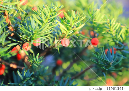 赤い実をつけたイチイの木 赤い実をつけたイチイの木 119613414