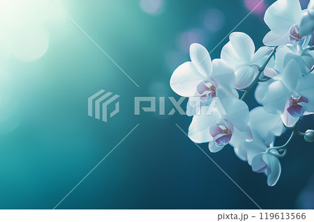 胡蝶蘭 119613566