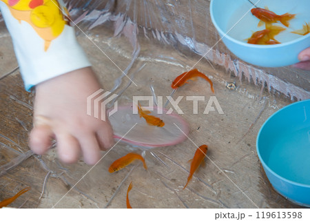 楽しい金魚すくい 楽しい金魚すくい 119613598