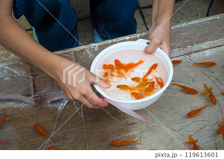 楽しい金魚すくい 119613601