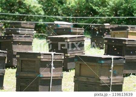 巣箱が立ち並ぶ養蜂場 巣箱が立ち並ぶ養蜂場 119613639