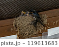 ツバメの親子の餌やり 119613683