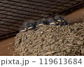 親鳥の帰りをじっと待つつばめの雛 119613684