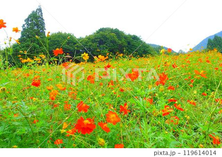 満開のコスモス 秋桜 コスモスベルグ 面白山高原 満開のコスモス 秋桜 コスモスベルグ 面白山高原 119614014