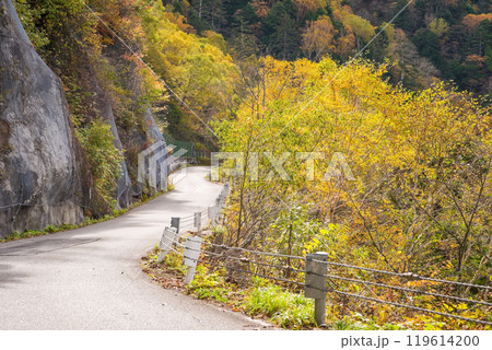 安房峠【国道158号 旧道】の紅葉 119614200