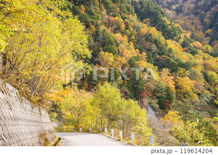 安房峠【国道158号 旧道】の紅葉 119614204