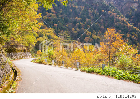 安房峠【国道158号 旧道】の紅葉 119614205