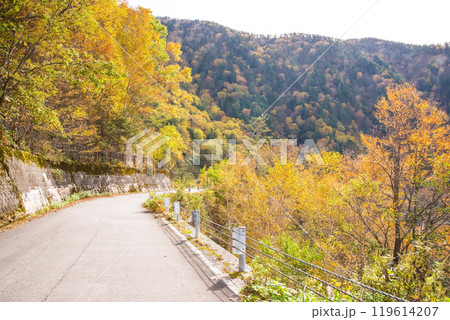 安房峠【国道158号 旧道】の紅葉 119614207