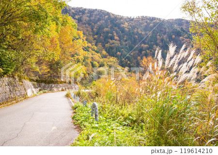 安房峠【国道158号 旧道】の紅葉 119614210