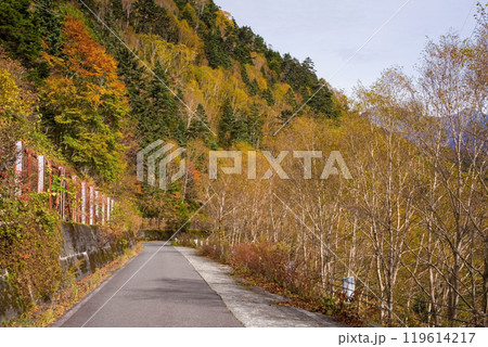 安房峠【国道158号 旧道】の紅葉 119614217