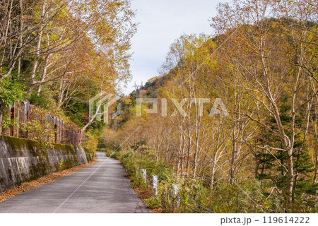 安房峠【国道158号 旧道】の紅葉 119614222