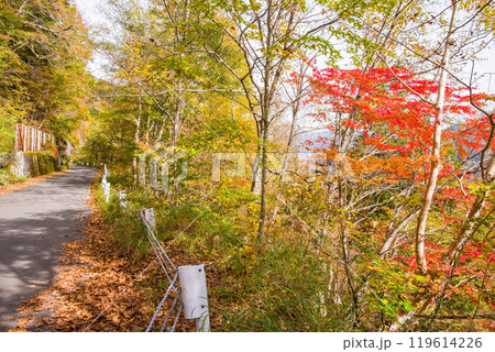 安房峠【国道158号 旧道】の紅葉 119614226