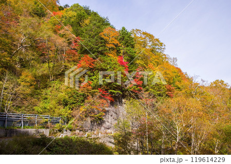 安房峠【国道158号 旧道】の紅葉 119614229