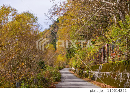 安房峠【国道158号 旧道】の紅葉 119614231