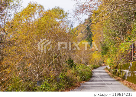 安房峠【国道158号 旧道】の紅葉 119614233