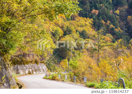 安房峠【国道158号 旧道】の紅葉 119614237