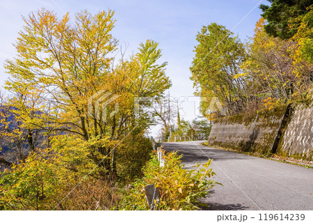 安房峠【国道158号 旧道】の紅葉 119614239