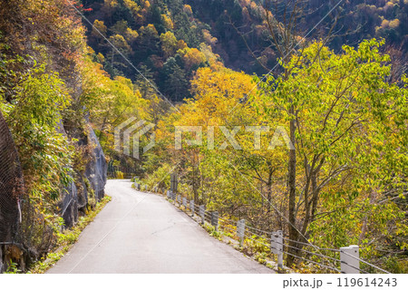 安房峠【国道158号 旧道】の紅葉 119614243