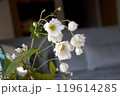 リビングに生けた秋明菊のアップ　 119614285