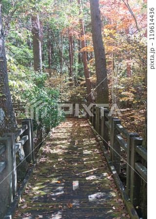 富士の樹海の自然観察路 富士の樹海の自然観察路 119614436