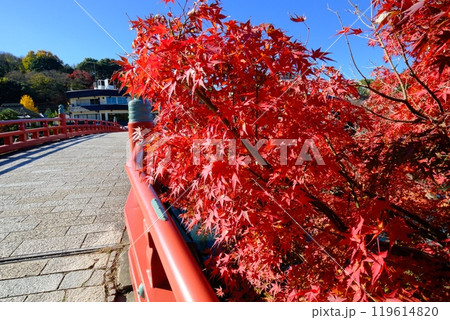 宇治の紅葉と喜撰橋 宇治の紅葉と喜撰橋 119614820