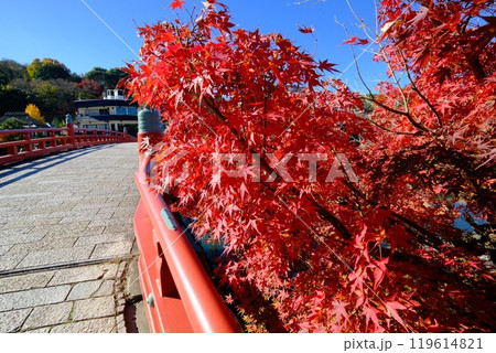 宇治の紅葉と喜撰橋 119614821