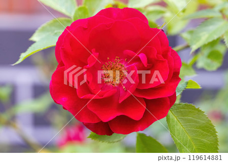 Close-up of a red tea rose flower. Close-up of a red tea rose flower. 119614881