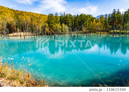 北海道の短い秋　紅葉の青い池 119615399