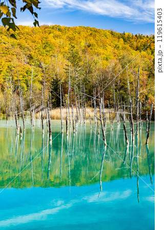 北海道の短い秋　紅葉の青い池 119615403
