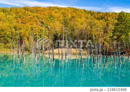 北海道の短い秋　紅葉の青い池 119615406