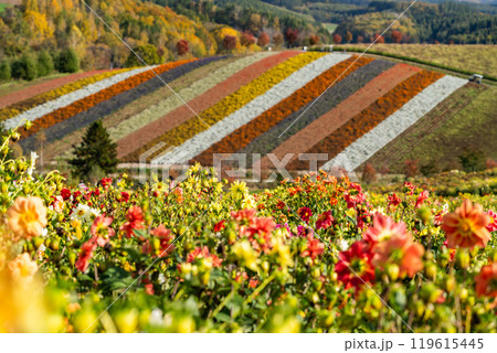 秋の深まる四季彩の丘 119615445